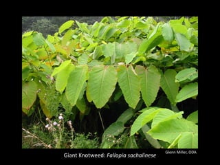 Glenn Miller, ODA
Giant Knotweed: Fallopia sachalinese
 