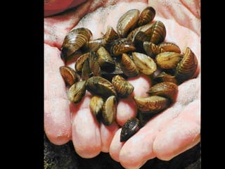 Invasive species means an alien species
whose introduction does or is likely to
cause economic or environmental harm
or harm to human health.
 