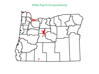 Yellow flag iris (Iris psuedacoris)
 