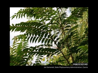 Jan Samanek, State Phytosanitary Administration, Czenia
 