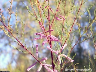 Tamarix ramosissima
 
