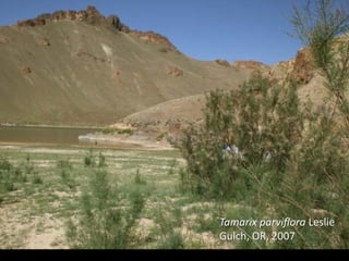 Tamarix parviflora Leslie 
Gulch, OR, 2007
 