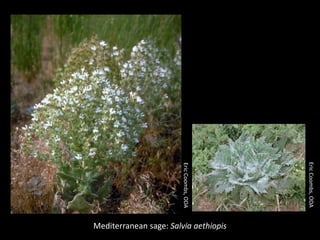 Eric Coombs, ODA
                        Eric Coombs, ODA




Mediterranean sage: Salvia aethiopis
 