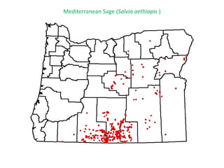Mediterranean Sage (Salvia aethiopis )
 