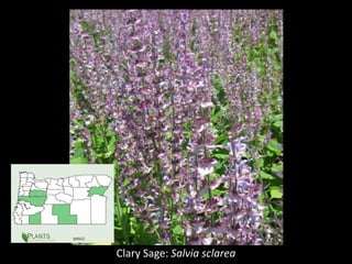 Clary Sage: Salvia sclarea
 