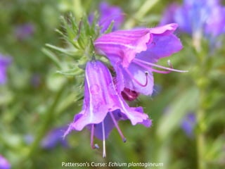 Patterson’s Curse: Echium plantagineum
 