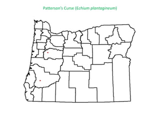 Patterson’s Curse (Echium plantagineum)
 