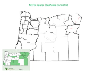 Myrtle spurge (Euphobia myrsintes)
 