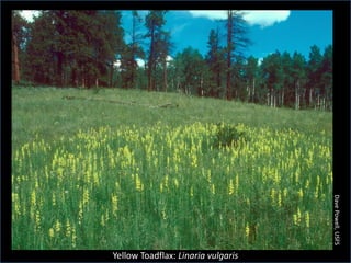 Dave Powell, USFS
Yellow Toadflax: Linaria vulgaris
 
