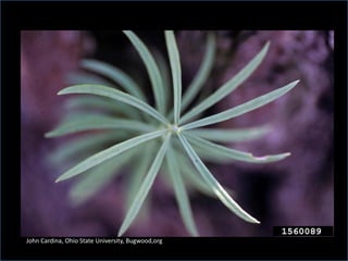 John Cardina, Ohio State University, Bugwood,org
 