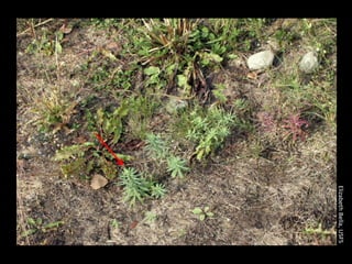 Elizabeth Bella, USFS
 