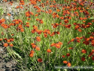 Michael Shephard, USDA Forest Service
Orange Hawkweed: Hieracium aurantiacum
 