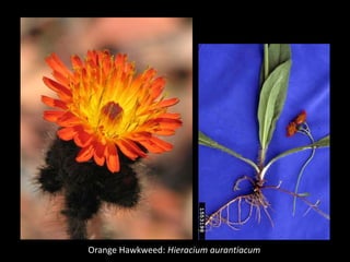 Orange Hawkweed: Hieracium aurantiacum
 