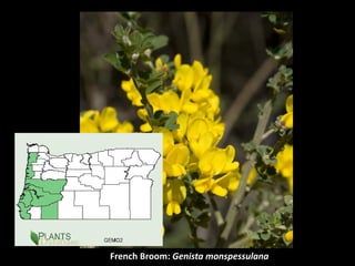 French Broom: Genista monspessulana
 