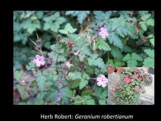 Photo: University of Georgia
Herb Robert: Geranium robertianum
 