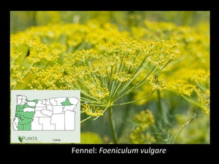 Fennel: Foeniculum vulgare
 