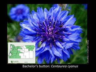 Photo: Johnathan J. Stegeman
Bachelor’s button: Centaurea cyanus
 