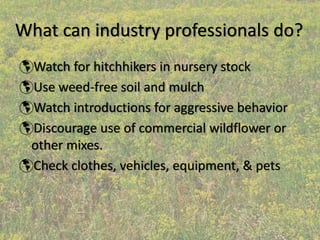 What can industry professionals do?
 Watch for hitchhikers in nursery stock
 Use weed‐free soil and mulch
 Watch introductions for aggressive behavior
 Discourage use of commercial wildflower or 
 other mixes. 
 Check clothes, vehicles, equipment, & pets
 