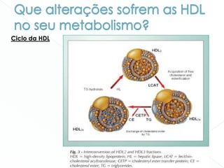 Ciclo da HDL
 