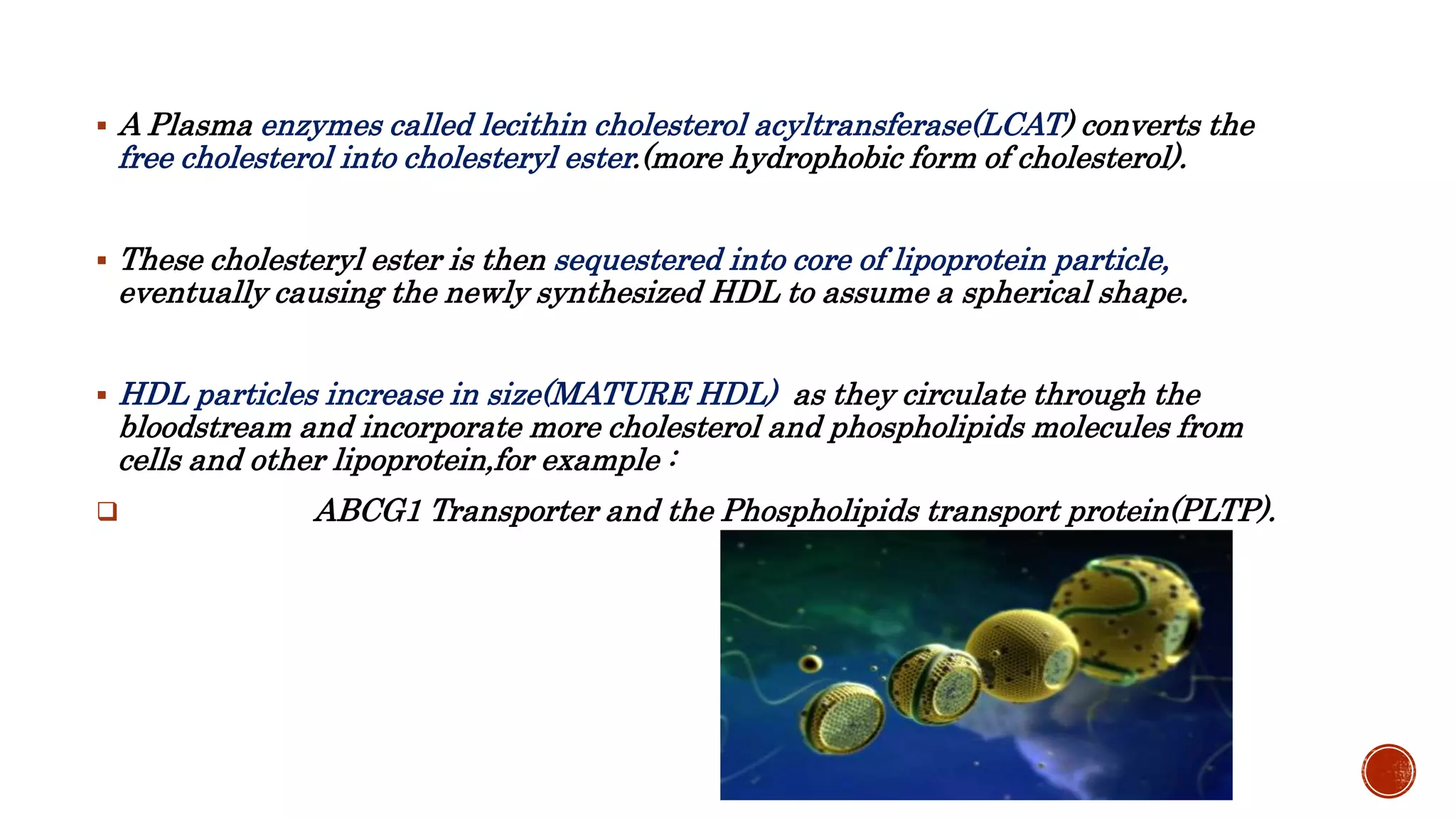  A Plasma enzymes called lecithin cholesterol acyltransferase(LCAT) converts the
free cholesterol into cholesteryl ester.(more hydrophobic form of cholesterol).
 These cholesteryl ester is then sequestered into core of lipoprotein particle,
eventually causing the newly synthesized HDL to assume a spherical shape.
 HDL particles increase in size(MATURE HDL) as they circulate through the
bloodstream and incorporate more cholesterol and phospholipids molecules from
cells and other lipoprotein,for example :
 ABCG1 Transporter and the Phospholipids transport protein(PLTP).
 