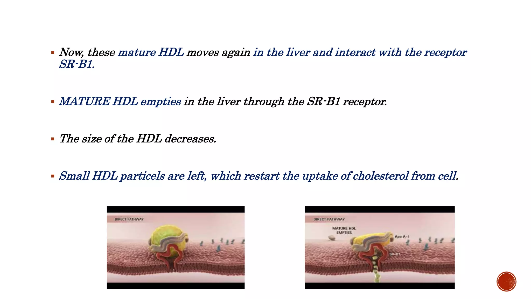  Now, these mature HDL moves again in the liver and interact with the receptor
SR-B1.
 MATURE HDL empties in the liver through the SR-B1 receptor.
 The size of the HDL decreases.
 Small HDL particels are left, which restart the uptake of cholesterol from cell.
 