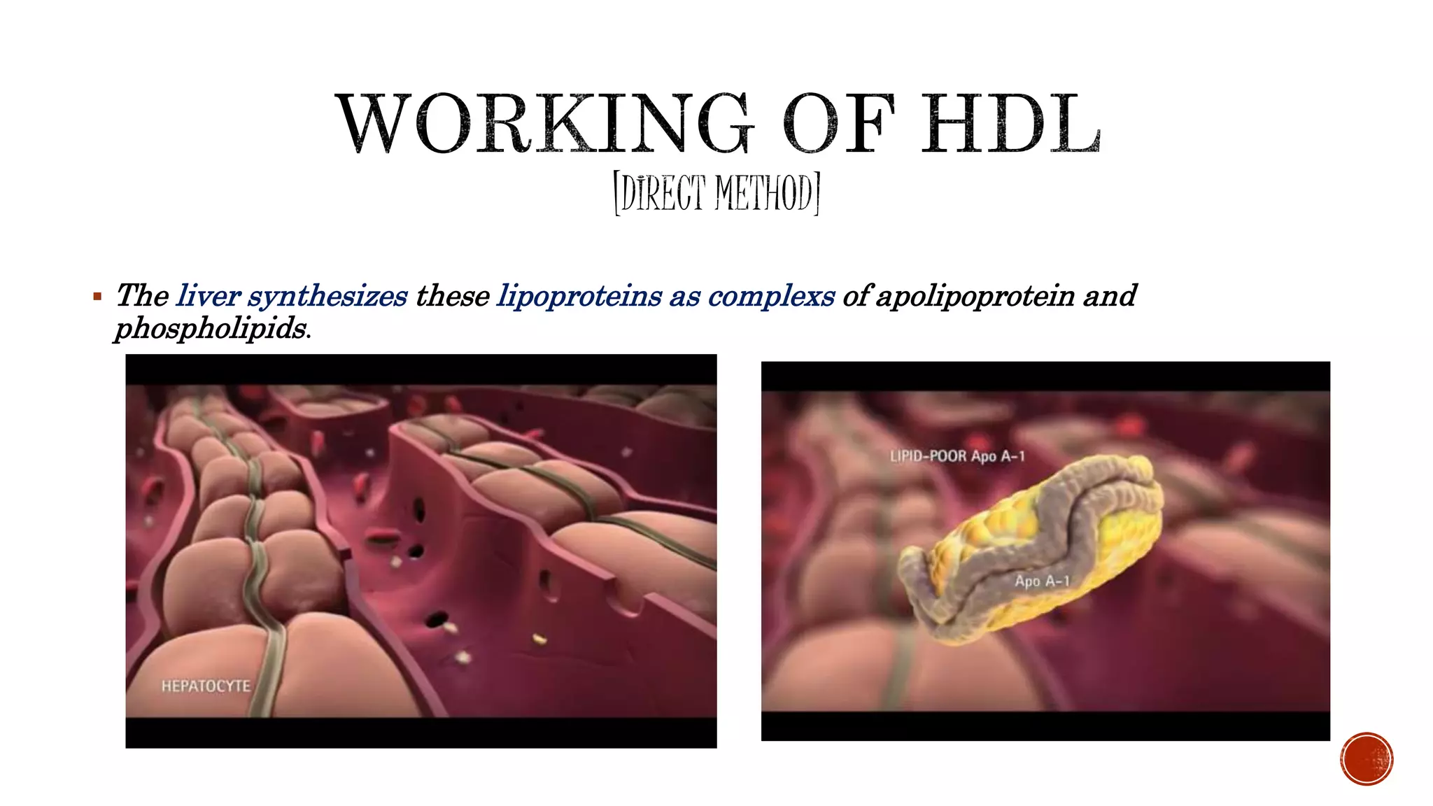  The liver synthesizes these lipoproteins as complexs of apolipoprotein and
phospholipids.
 