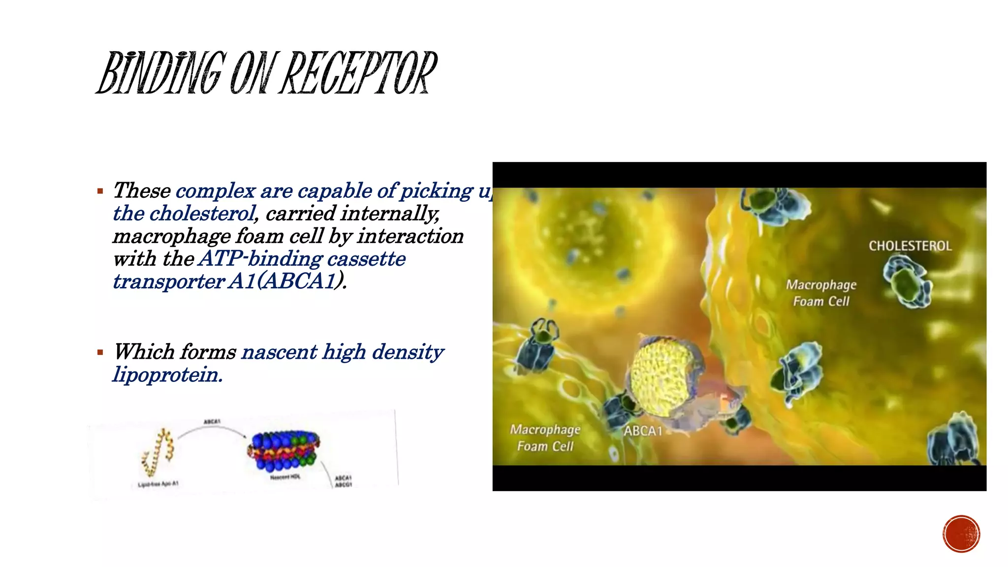  These complex are capable of picking up
the cholesterol, carried internally,
macrophage foam cell by interaction
with the ATP-binding cassette
transporter A1(ABCA1).
 Which forms nascent high density
lipoprotein.
 