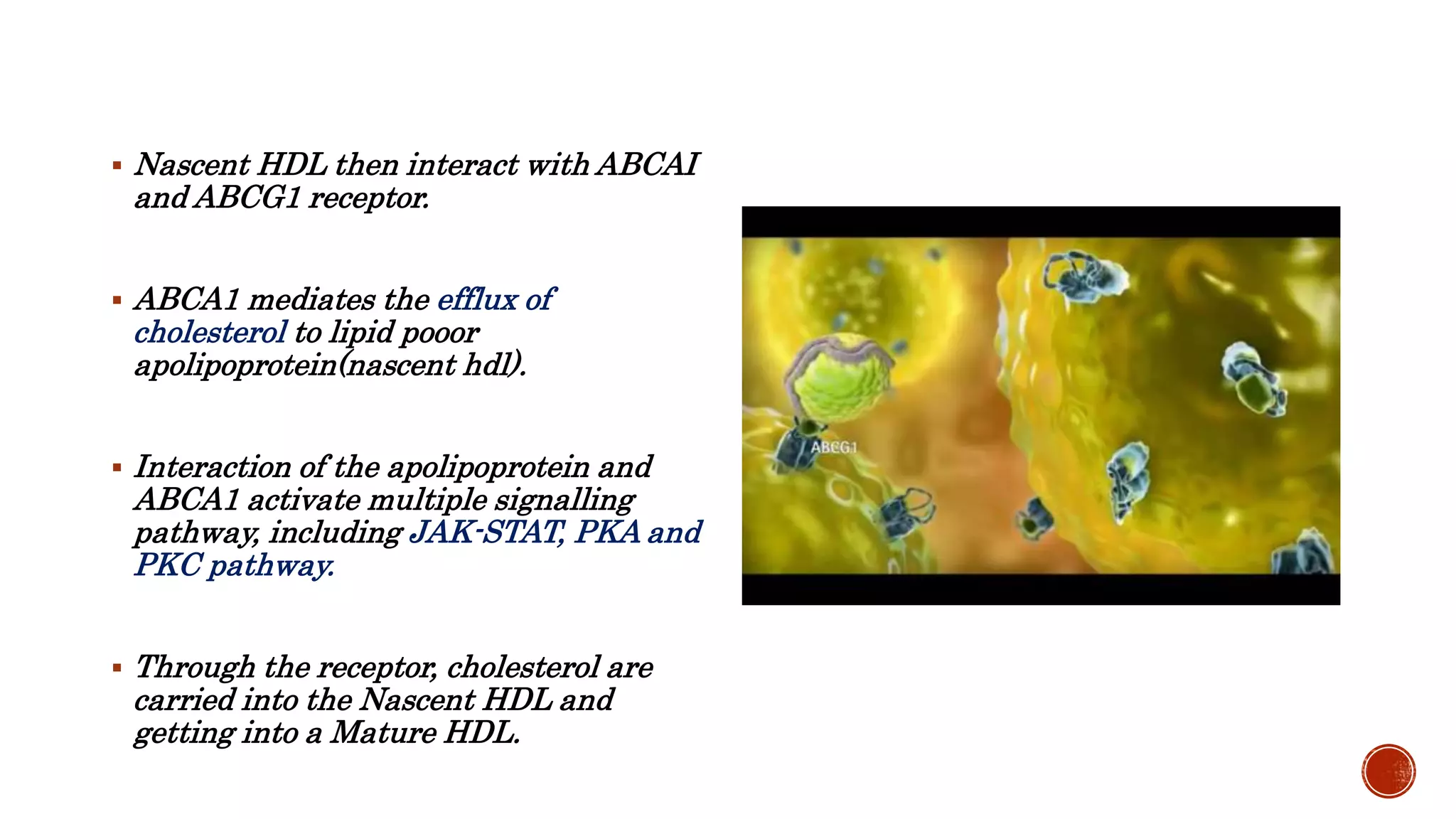  Nascent HDL then interact with ABCAI
and ABCG1 receptor.
 ABCA1 mediates the efflux of
cholesterol to lipid pooor
apolipoprotein(nascent hdl).
 Interaction of the apolipoprotein and
ABCA1 activate multiple signalling
pathway, including JAK-STAT, PKA and
PKC pathway.
 Through the receptor, cholesterol are
carried into the Nascent HDL and
getting into a Mature HDL.
 