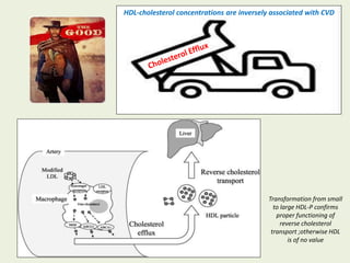 HDL-cholesterol concentrations are inversely associated with CVD
Transformation from small
to large HDL-P confirms
proper functioning of
reverse cholesterol
transport ;otherwise HDL
is of no value
 