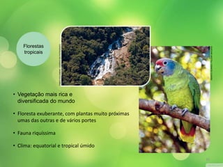 Florestas 
tropicais 
FABIO COLOMBINI / ACERVO DO FOTÓGRAFO 
• Vegetação mais rica e 
diversificada do mundo 
• Floresta exuberante, com plantas muito próximas 
umas das outras e de vários portes 
• Fauna riquíssima 
• Clima: equatorial e tropical úmido 
RENATO SOARES / PULSAR IMAGENS 
10 
 