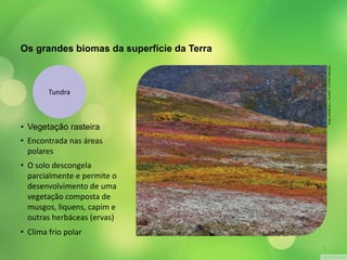 Os grandes biomas da superfície da Terra 
Tundra 
• Vegetação rasteira 
• Encontrada nas áreas 
polares 
• O solo descongela 
parcialmente e permite o 
desenvolvimento de uma 
vegetação composta de 
musgos, liquens, capim e 
outras herbáceas (ervas) 
• Clima frio polar 
ROB CRANDALL / ALAMY / OTHER IMAGES 
5 
 