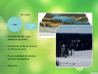 Taiga 
em russo: 
“Floresta 
fria” 
• Floresta boreal (“que 
pertence ao norte”) 
• Floresta de coníferas: árvores 
em forma de cone 
• Pouca variedade de plantas: 
florestas homogêneas 
• Clima frio 
Imagem e legenda extraídas de: DELF, Brian: 
Atlas universal ilustrado. São Paulo, Martins. 
[s.d.]. 
BOB HALLINEN / ANCHORAGE DAILY NEWS / MCT / GETTY IMAGES 
7 
 