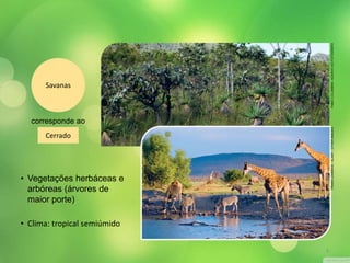 Savanas 
corresponde ao 
Cerrado 
• Vegetações herbáceas e 
arbóreas (árvores de 
maior porte) 
• Clima: tropical semiúmido 
FABIO FRANS LEMMENS / ALAMY / OTHER IMAGES COLOMBINI / ACERVO DO FOTÓGRAFO 
9 
 