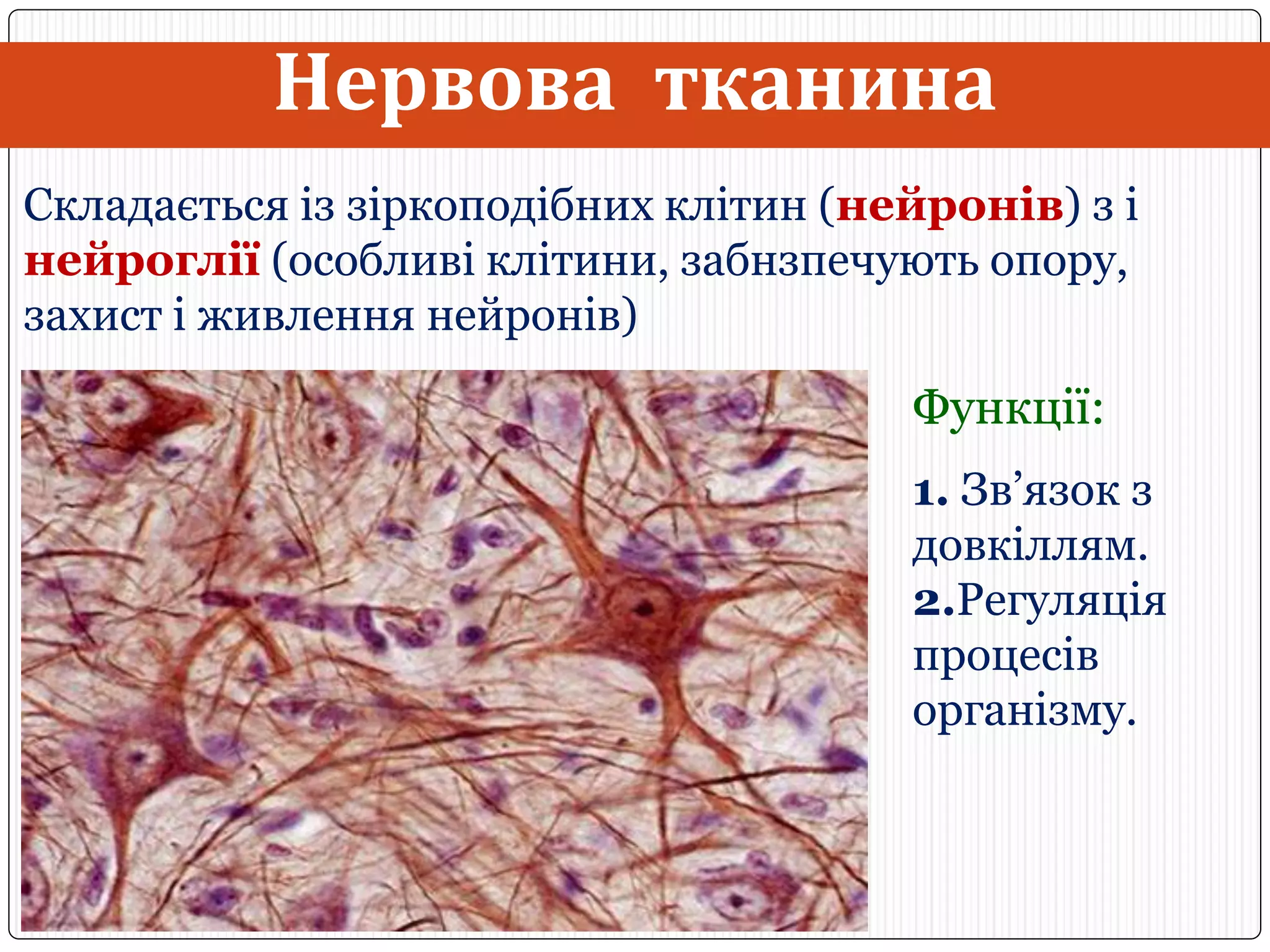 Тканини людини