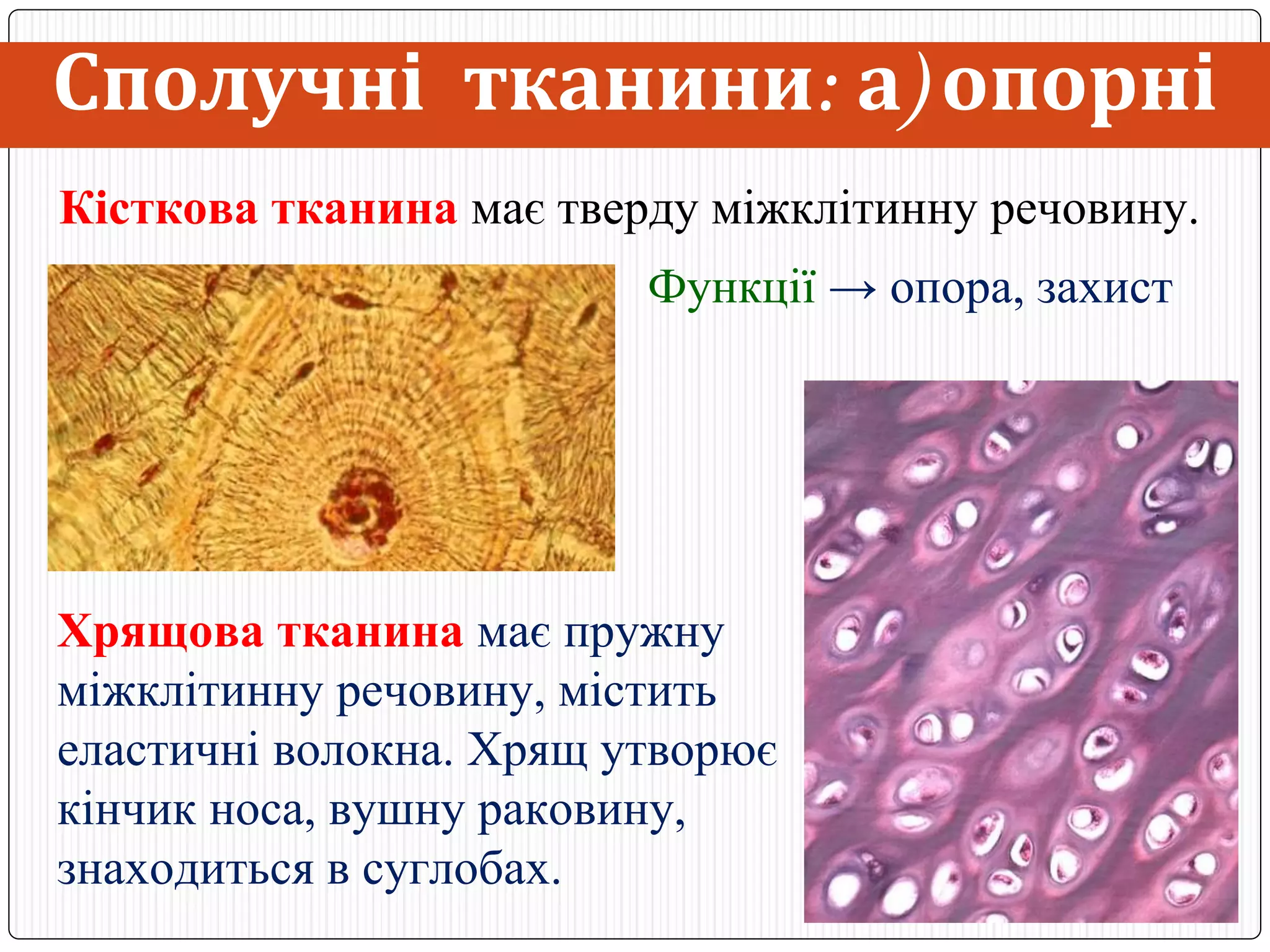 Тканини людини