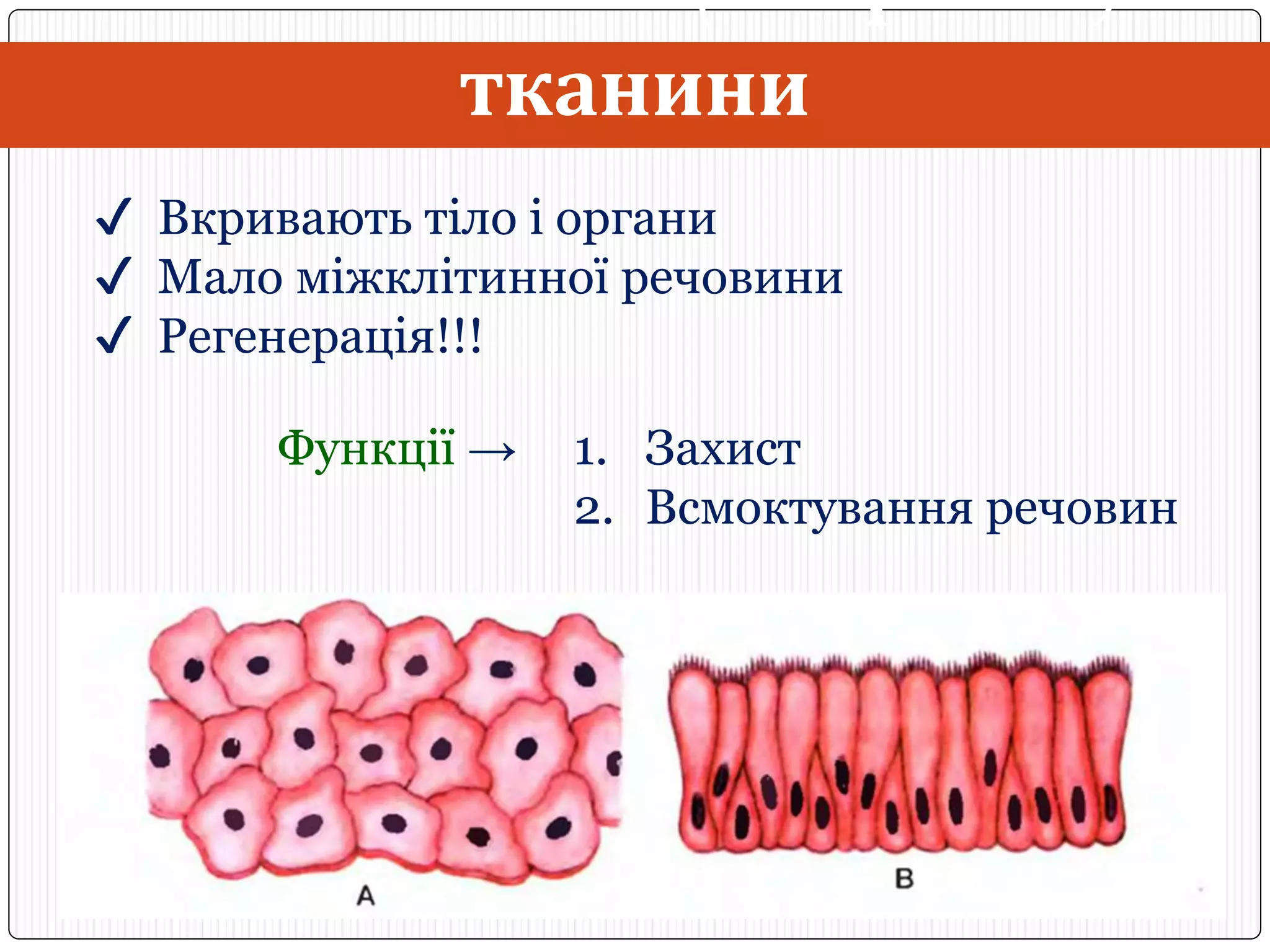 Тканини людини