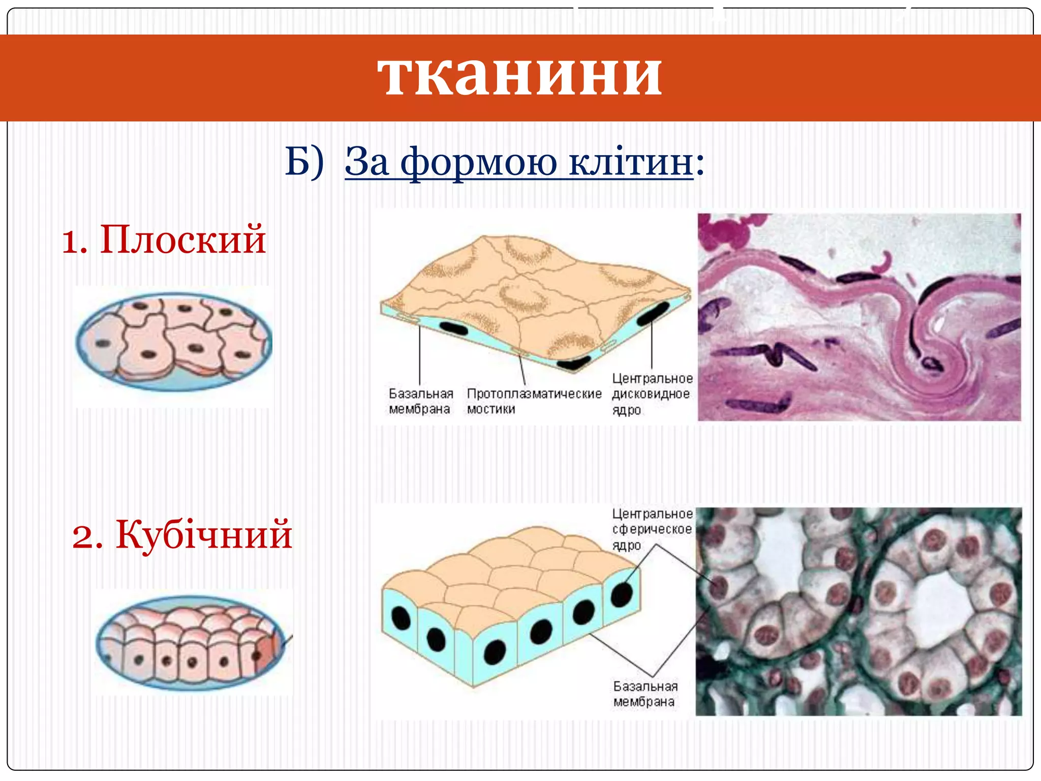 Тканини людини