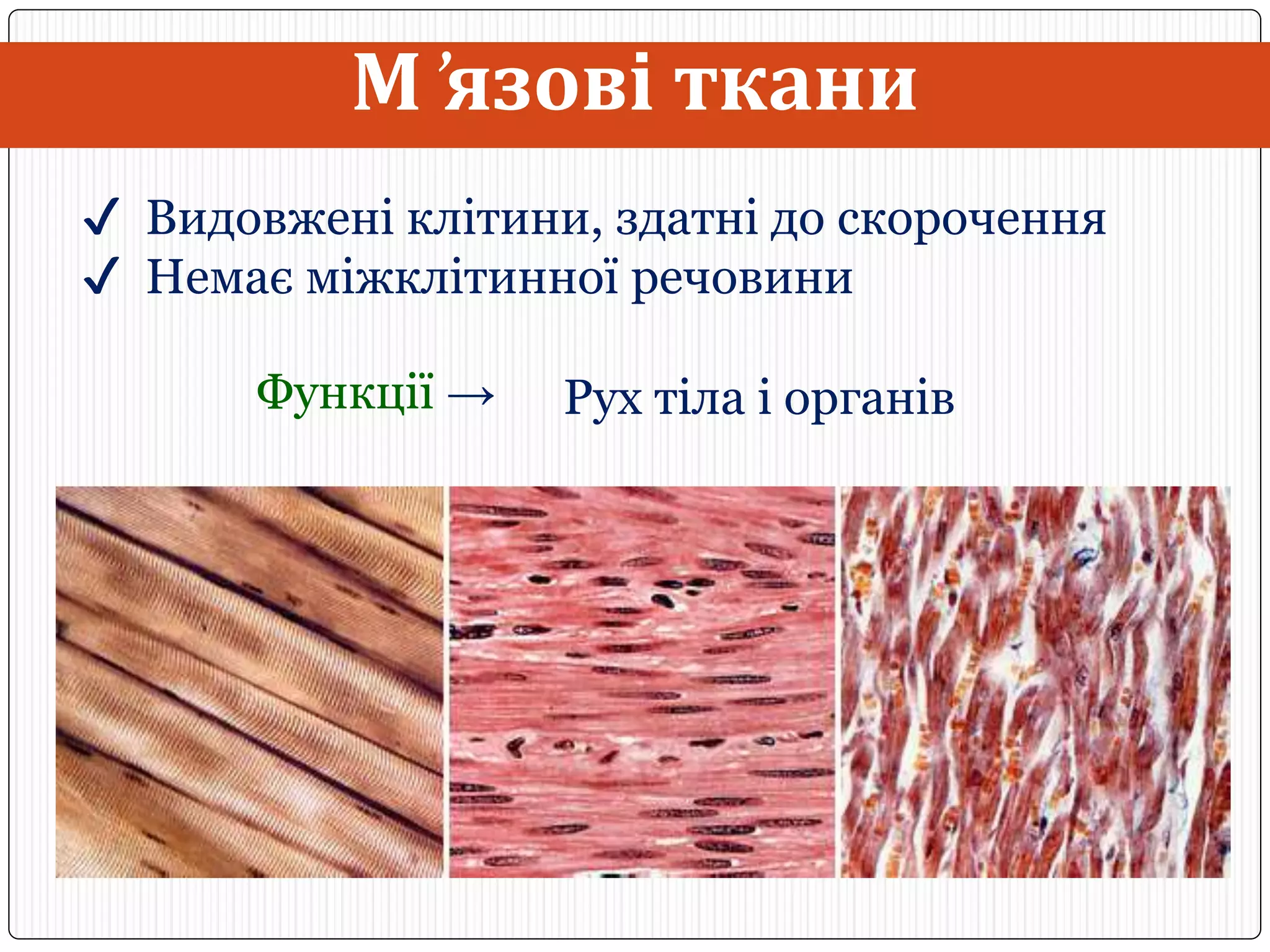 Тканини людини