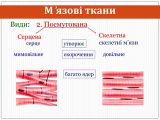 Тканини людини