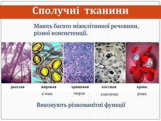 Тканини людини