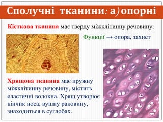 Тканини людини