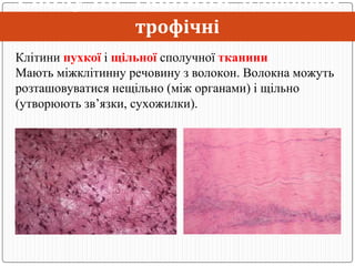 Тканини людини