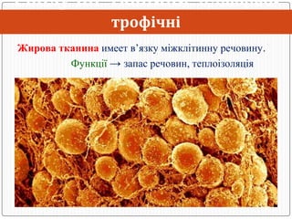 Тканини людини