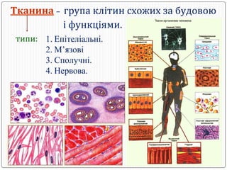 Тканини людини