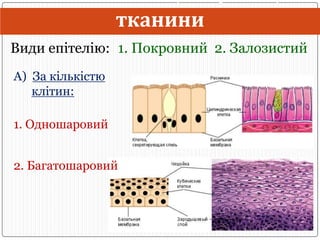 Тканини людини