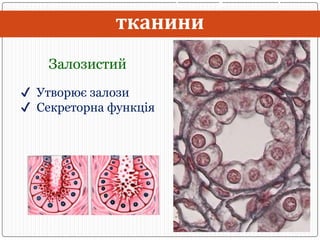 Тканини людини