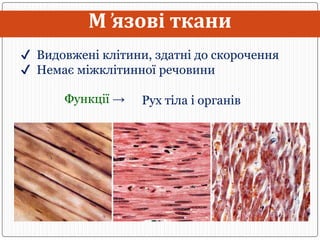 Тканини людини