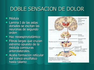 DOBLE SENSACION DE DOLOR Médula  Lamina I de las astas dorsales se excitan las neuronas de segundo orden Haz neoespinotalámico Fibras largas que cruzan estremo opuesto de la médula comisuras anterolaterales. Acaba formación retícular del tronco encéfalico hasta tálamo 