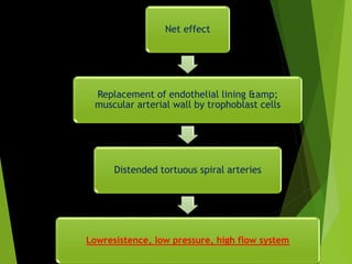 Net effect
Replacement of endothelial lining &amp;
muscular arterial wall by trophoblast cells
Distended tortuous spiral arteries
Lowresistence, low pressure, high flow system
 