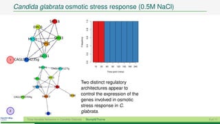 Candida glabrata osmotic stress response (0.5M NaCl)

                                SPT16




                                                                  1.0
                   EMC6




                                                                  0.8
                                      SMX3




                                                                  0.6
                                                      Frequency
             MKS1
                             FPS1




                                                                  0.4
                                                                  0.2
                        ISD11
1   CAGL0K04235g




                                                                  0.0
                       BUD31                                            15   30   60   90   120 150 180 240
                                    CAGL0K06127g
                                                                                   Time point (mins)


                   ISD11       SMX3

                                                      Two distinct regulatory
                   YJR085C            FPS1
                                                      architectures appear to
                           VMA22               SRB8   control the expression of the
    CAGL0H00704g
                                                      genes involved in osmotic
                                                      stress response in C.
2
                              CUE2
                                                      glabrata.
            Time-Variable Networks in Candida Glabrata            Stumpf&Thorne                               9 of 11
 